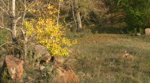 Mellow autumn. Stock Footage 562133