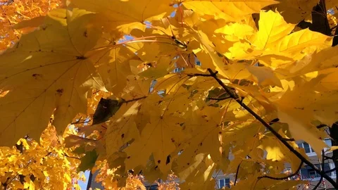 Mellow autumn Stock Footage 123476680