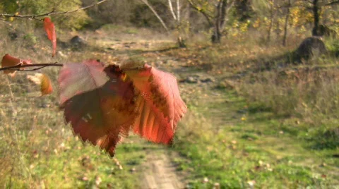 Mellow autumn II. Stock Footage 577924