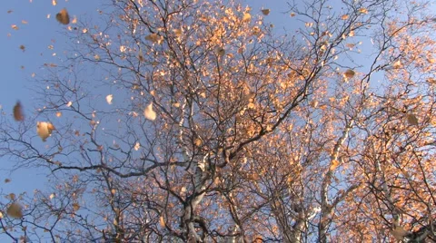 Mellow autumn, leaf fall Video stock 943352