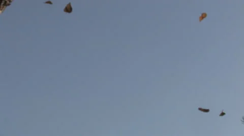 Mellow autumn, leaf fall Stock Footage