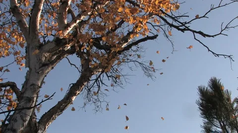 Mellow autumn, leaf fall Stock Footage