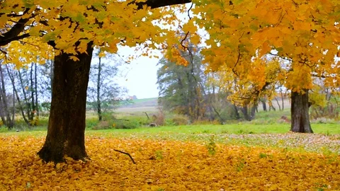 Mellow autumn leaves fall on leaf carpet, last autumnal hues of indian summer Stock Footage 97604588