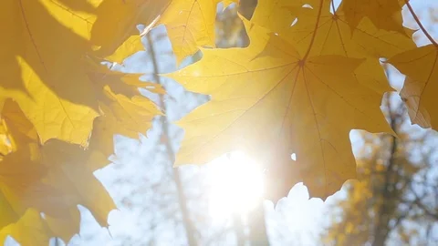 Mellow autumn warmth sunlights shines through yellow maple leaves of indian Stock Footage 97602713