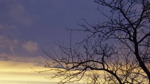 Mellow cloudy bright gold and purple sunset with tree and tree branches Stock Footage 266783808