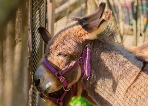 Mellow donkey is waiting for the gate to open Stock Photos