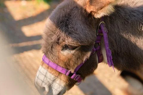 Mellow donkey is waiting for the gate to open Stock Photos