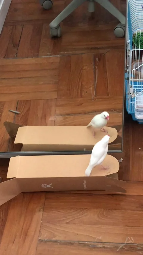 Mellow the Java Sparrow Loves His Reflection, Hong Kong - 11 Apr 2020 Stock Footage 205153469