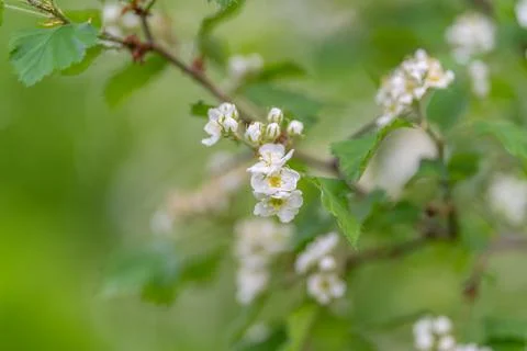 Mellow light highlighting delicate flowers creates peaceful vibes. Gentle d.. Stock Photos