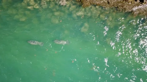 Mellow manatees Stock Footage 90053639