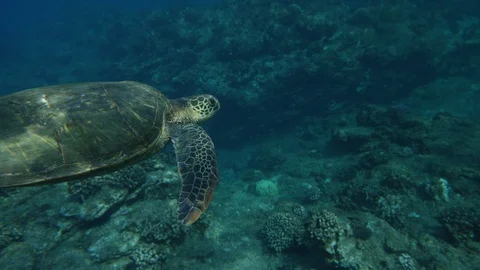 Mellow Sea Turtle gliding through clear blue water - * Unedited * Video stock 89990501