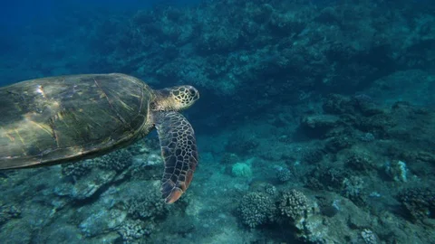Mellow Sea Turtle gliding through clear blue water - * Some Color * Video stock 89993066