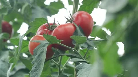 Mellow Tomatoes In The Greenhouse Stock-Footage 11521975