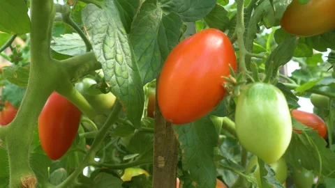 Mellow tomatoes in the greenhouse. Stock Footage 137518574