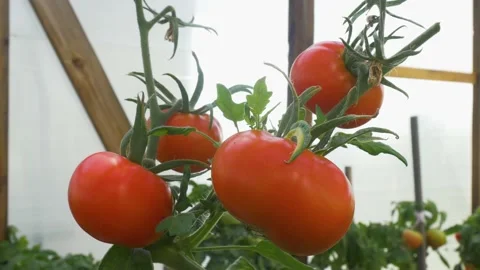 Mellow tomatoes in the greenhouse. Stock Footage 137518598