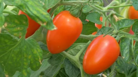 Mellow tomatoes in the greenhouse. Stock Footage 137518618