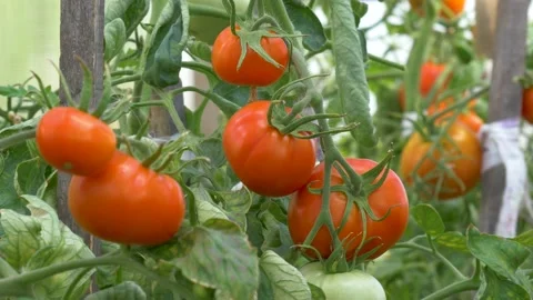 Mellow tomatoes in the greenhouse. Stock Footage 137518648