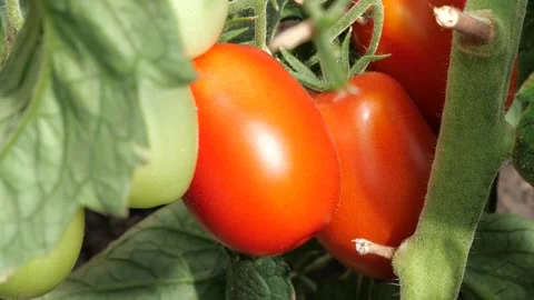 Mellow tomatoes in the greenhouse. Stock Footage 137518676