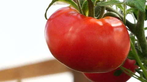 Mellow tomatoes in the greenhouse. Stock Footage 137518719