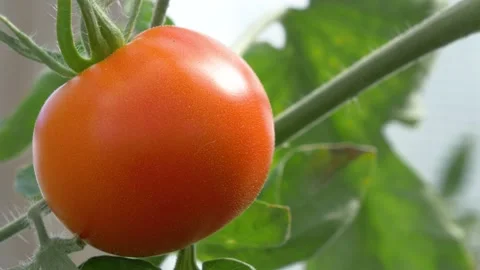 Mellow tomatoes in the greenhouse. Stock Footage 137518728