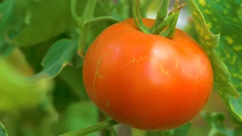 Mellow tomatoes in the greenhouse. Stock Footage 137518742