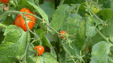 Mellow tomatoes in the greenhouse. Stock Footage 137518752