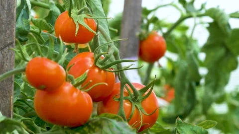 Mellow tomatoes in the greenhouse. Stock Footage 137518790