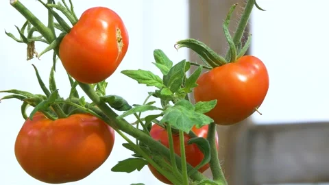 Mellow tomatoes in the greenhouse. Stock Footage 137518797