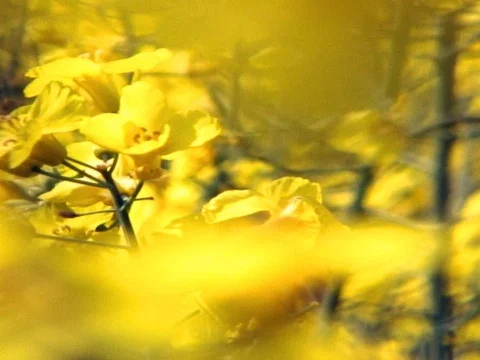 Mellow Yellow 2 Stock Footage 489945