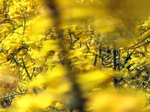 Mellow Yellow Stock Footage 489944