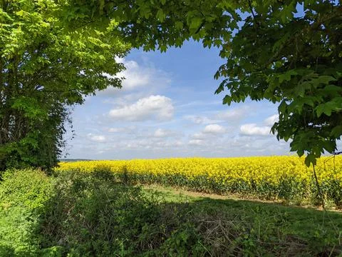 Mellow Yellow Stock Photos