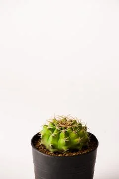 Melocactus in black  pots. Stock Photos