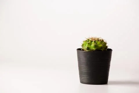 Melocactus in black  pots. Stock Photos