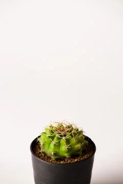 Melocactus in black  pots. Stock Photos