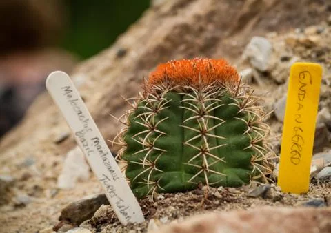 Melocactus Mantazanus Stock Photos