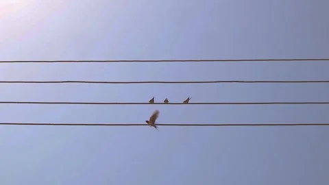 Melodic Barn Swallows Perched on Electric Wires Chirping in Calm Natural Light Stock Footage 323379540