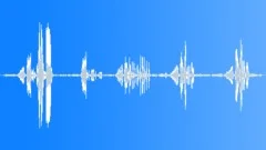 Melodious calling of a Karoo thrush (Turdus smithi), South AfricaSound Effect