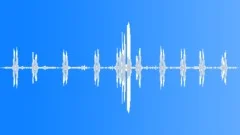 Melodious calling of a southern boubou shrike in the African bush Sound Effect