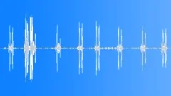 Melodious calling of a southern boubou shrike in the African bushSound Effect
