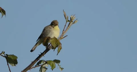 Melodious warbler (Hippolais polyglotta) Stock Footage 335171335