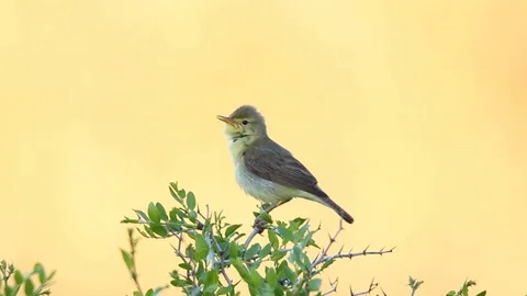 Melodious warbler singing in nature Stock Footage