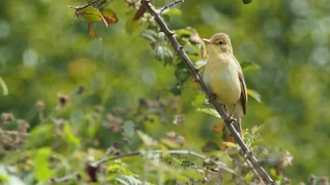Melodious warbler singing, spring, Spain Stock Footage 234460059