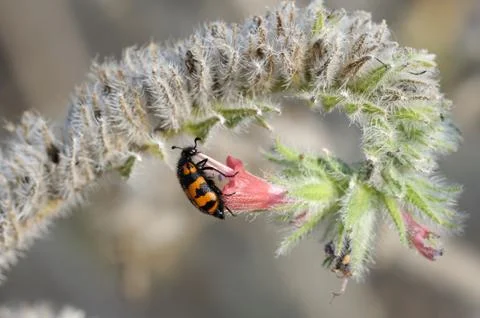 Meloidae beetle Stock Photos