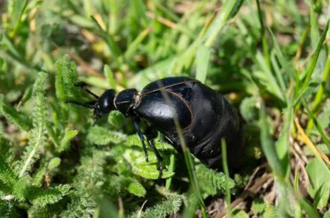 Meloidae. Meloe proscarabaeus. Bug. Beetles. Insect. Invertebrate. Stock Photos