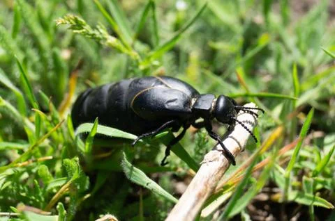 Meloidae. Meloe proscarabaeus. Bug. Beetles. Insect. Invertebrate. Stock Photos