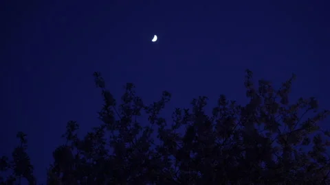 Melolontha beetles fly at night Stock Footage 194484220