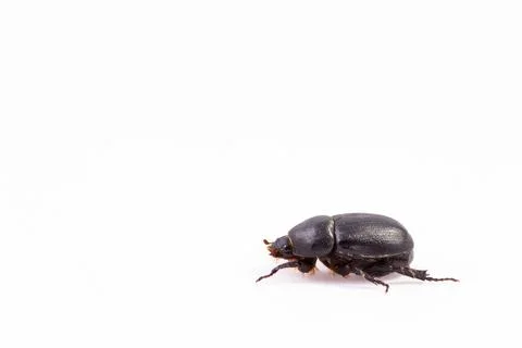 Melolontha bug isolated on a white background Foto stock