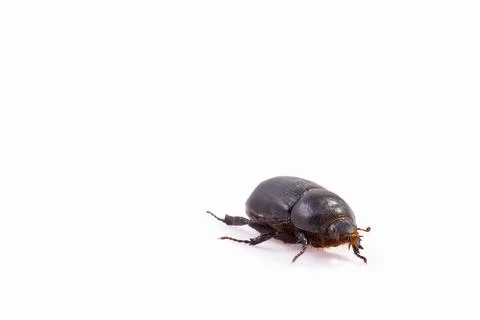 Melolontha bug isolated on a white background Stock Photos
