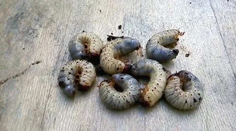 Melolontha larvae Stock-Footage 57230950