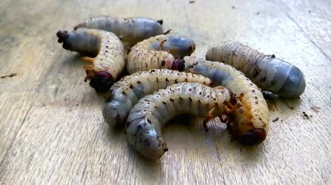 Melolontha larvae Stock-Footage 58722090